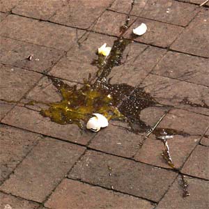 broken egg