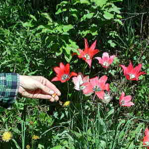 planting more highway cone seeds