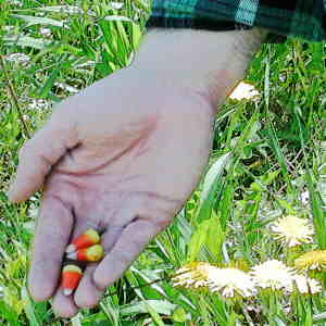 highway cone seeds