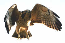 A feathered fan