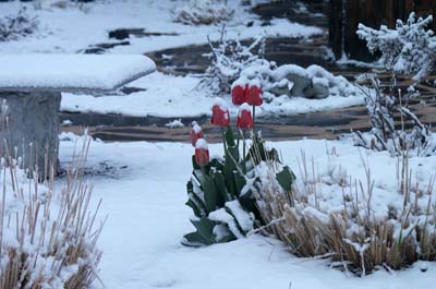 tulips